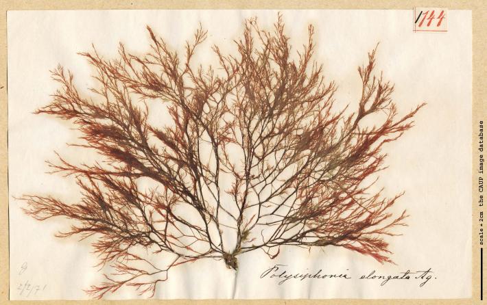 Polysiphonia elongata_144.jpg